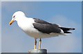 NS5565 : Lesser black-backed gull by Barbara Carr