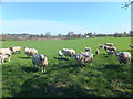 Texel ewes and lambs