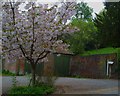 Blossom in front of garages at Hedsor Priory