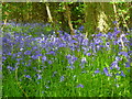 Bluebells in Dipple Wood