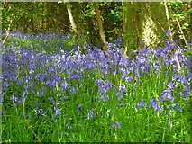 SU9387 : Bluebells in Dipple Wood by Shazz