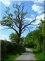 Striking tree on Green Common Lane