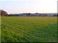 Pasture Field near Furringdons Farm