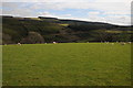 Field above Maes-y-gwaelod