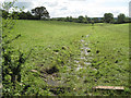 Young stream near Dinglewell Farm