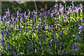 TL7835 : Bluebell Wood, Castle Hedingham, Colne Valley, Essex by Christine Matthews