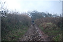 SX9075 : Ascending The Haldon Hills, Three Tree Lane by N Chadwick