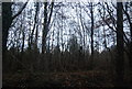 SX9175 : Woodland, Humber Down by N Chadwick