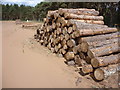 NT6478 : East Lothian Landscape : Logpiles At Hedderwick Hill by Richard West