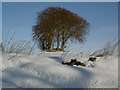 Winter beeches at Upper Affloch