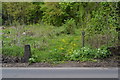 Footpath through Hope Plantation, off Langsett Road South, Oughtibridge, Sheffield