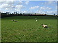 Grazing, Wringworthy Farm