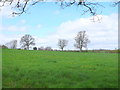 Pasture Field at Sturminster