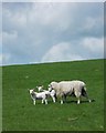 SK1081 : Ewe and lambs in sheep pasture west of Eldon Hill by Neil Theasby