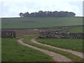 Farm track and view to Aleck Low