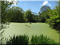 Pond by Hunston Manor House