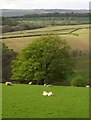 Sheep and tree above East Knowstone