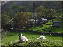 NY4805 : Sheep at Sadgill, Longsleddale by Karl and Ali