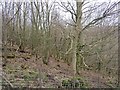 NO3908 : Woodland by Fleecefaulds Meadow by Richard Webb