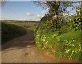 Farm road to Poadmarsh