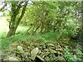 Footpath behind a stable at Shaw Head