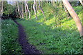 Tiffield pocket park with bluebells