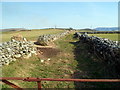 Track between dry stone walls, Garth Dorwen