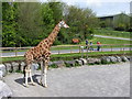 SN1108 : Giraffe at Folly Farm by Gareth James