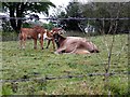 Cows, Drumlea