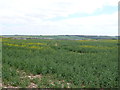ST8909 : Oilseed Rape Field near Pimperne by Nigel Mykura