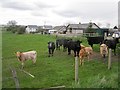 Cattle, Balgowan