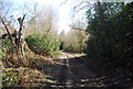 Footpath, Godden Wood