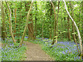 Bluebells in Park Wood