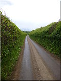 SU0613 : Cranborne, country lane by Mike Faherty