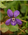 Violet, Chapel Hill Pleasure Grounds