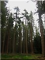 NU0538 : Mature pine trees in Kyloe Wood by Graham Robson