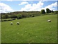 Grazing field near Langstone