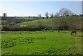 Field at Milborne Wick