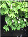 Horse Chestnut tree leaves and blossom overhanging the River Misbourne