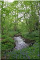 Bluebells & Sixpenny Brook