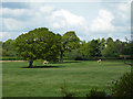 A field with two trees and two horses