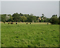 SP1166 : Pasture south of Ullenhall by Robin Stott