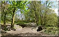 Footpath in Duchess Wood