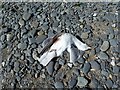 Dead gull on Borth Beach