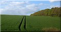 Crop near Barford St Martin