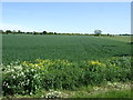 Farmland off Church Lane