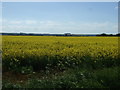 TF3296 : Oilseed rape crop near Fulstow by JThomas