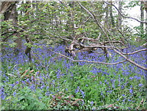 SY9479 : Bluebells in the wood near the path to Swyre Head by Sarah Charlesworth