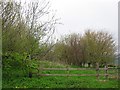 Woodland near Old Preston