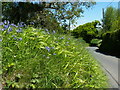 Bluebells on the bank beside the entrance to Lyneham, near Yealmpton